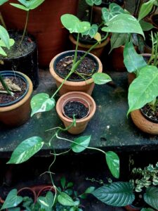 epipremnum pinnatum variegata