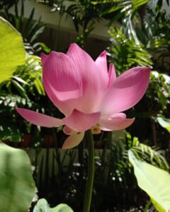 Flor de lotus 1