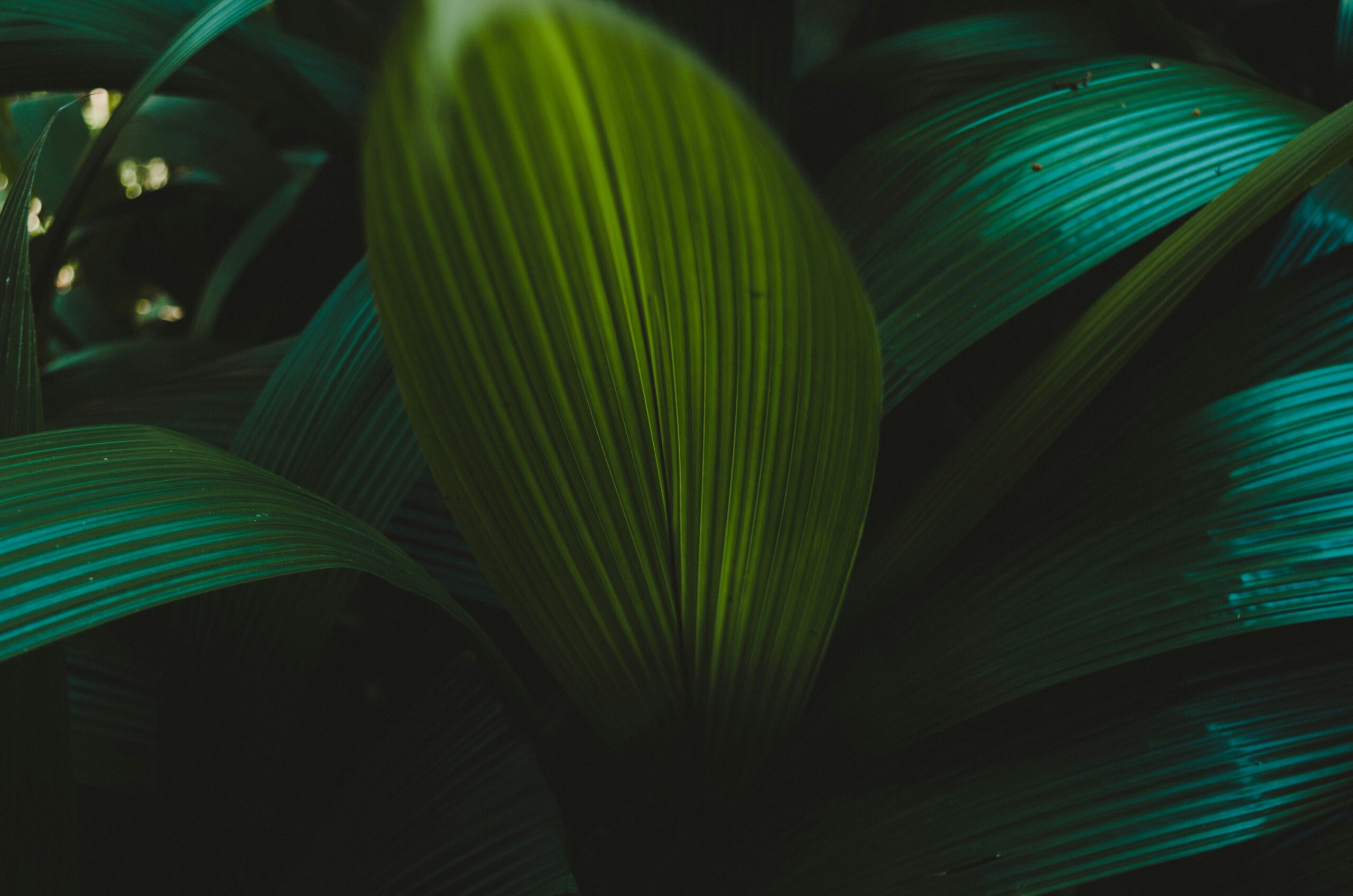 green leaf plant in close up photography