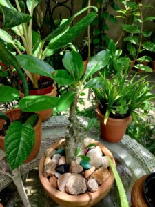  Pachypodium Saundersii