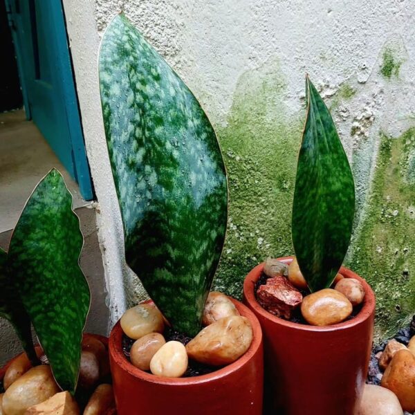 Sansevieria masoniana 'Victoria'