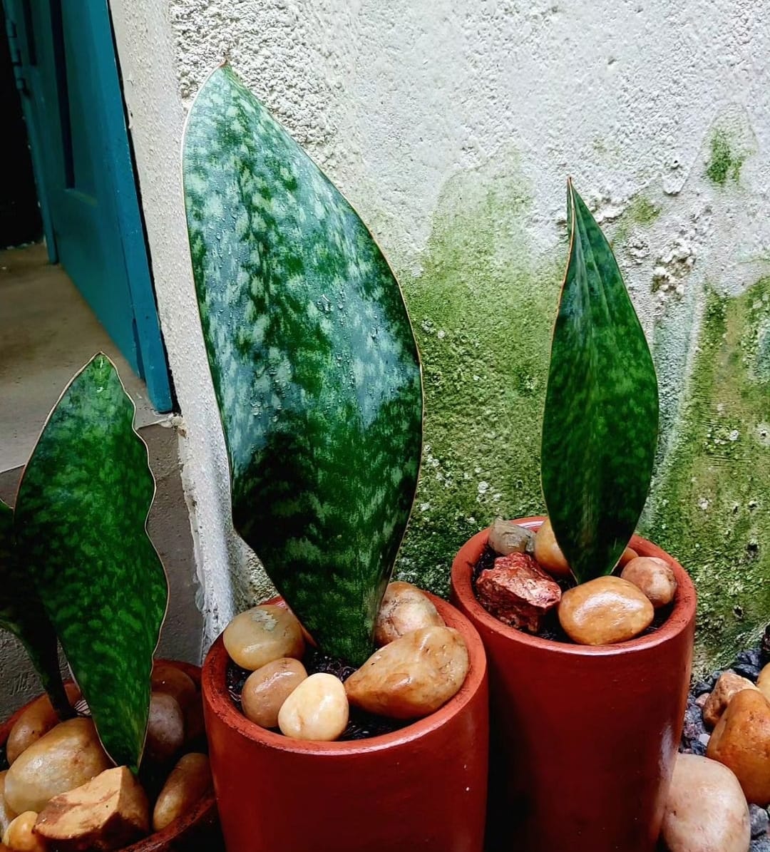 Sansevieria masoniana 'Victoria'