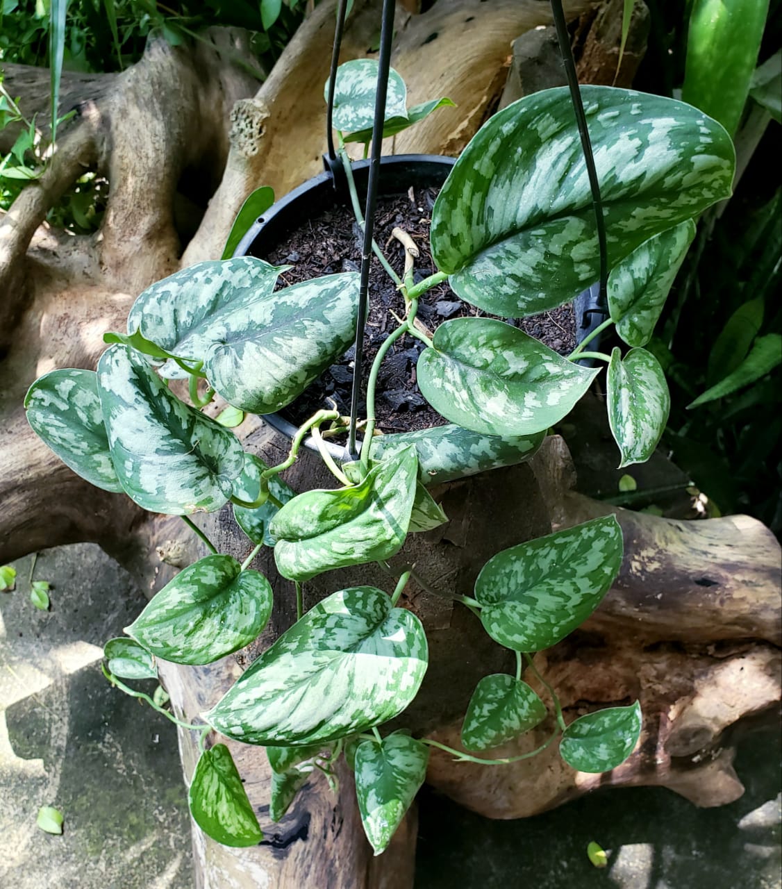 Scindapsus exotica