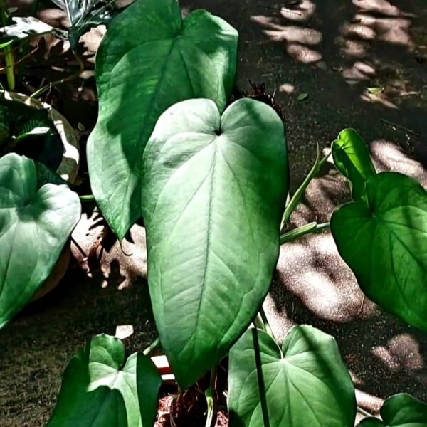 Syngonium chiapense