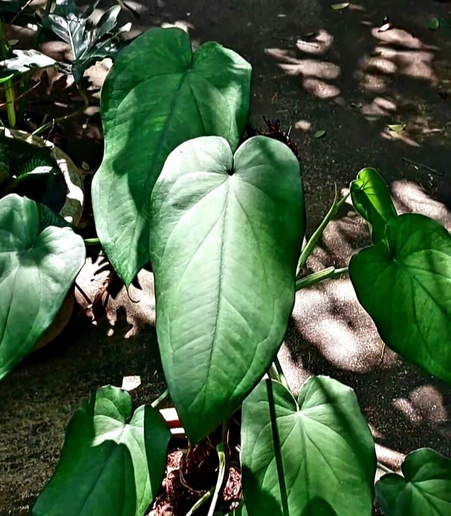 Syngonium chiapense