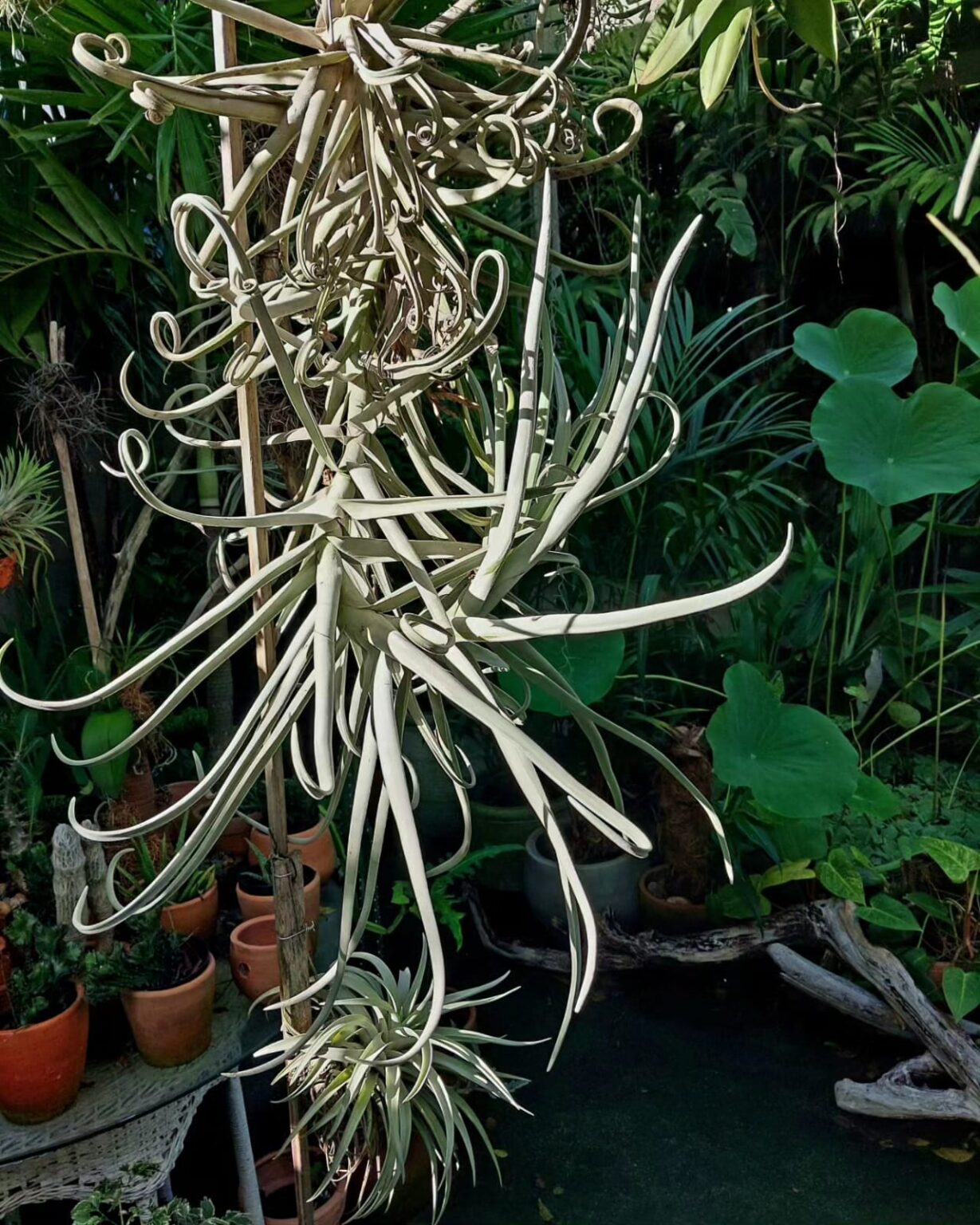 Tillandsia Natural De Gran Tamaño – Planta Exótica Con Flor Incluida