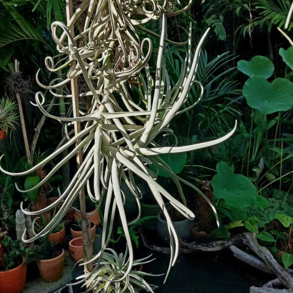 Tillandsia duratii