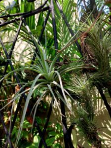 Tillandsia 