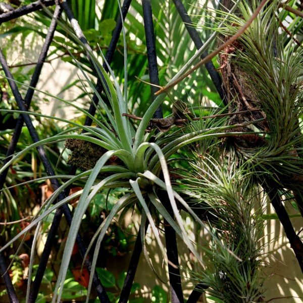 Tillandsia