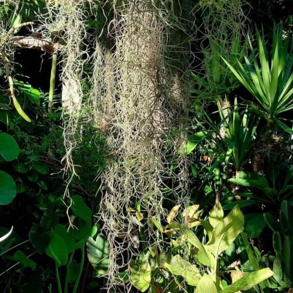 Tillandsia