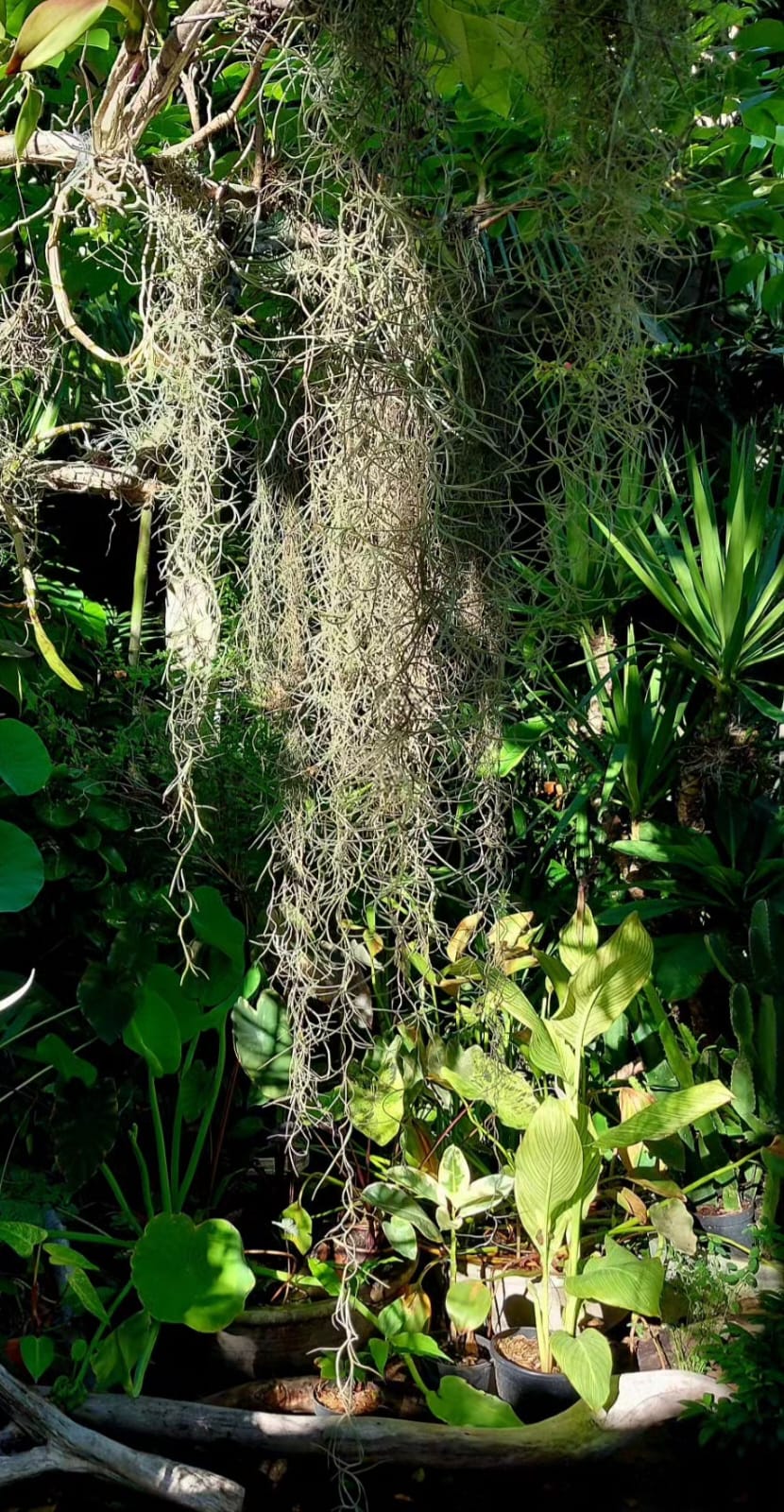 Tillandsia usneoides - Elegância Aérea | Casa Flor Atelier Botânico