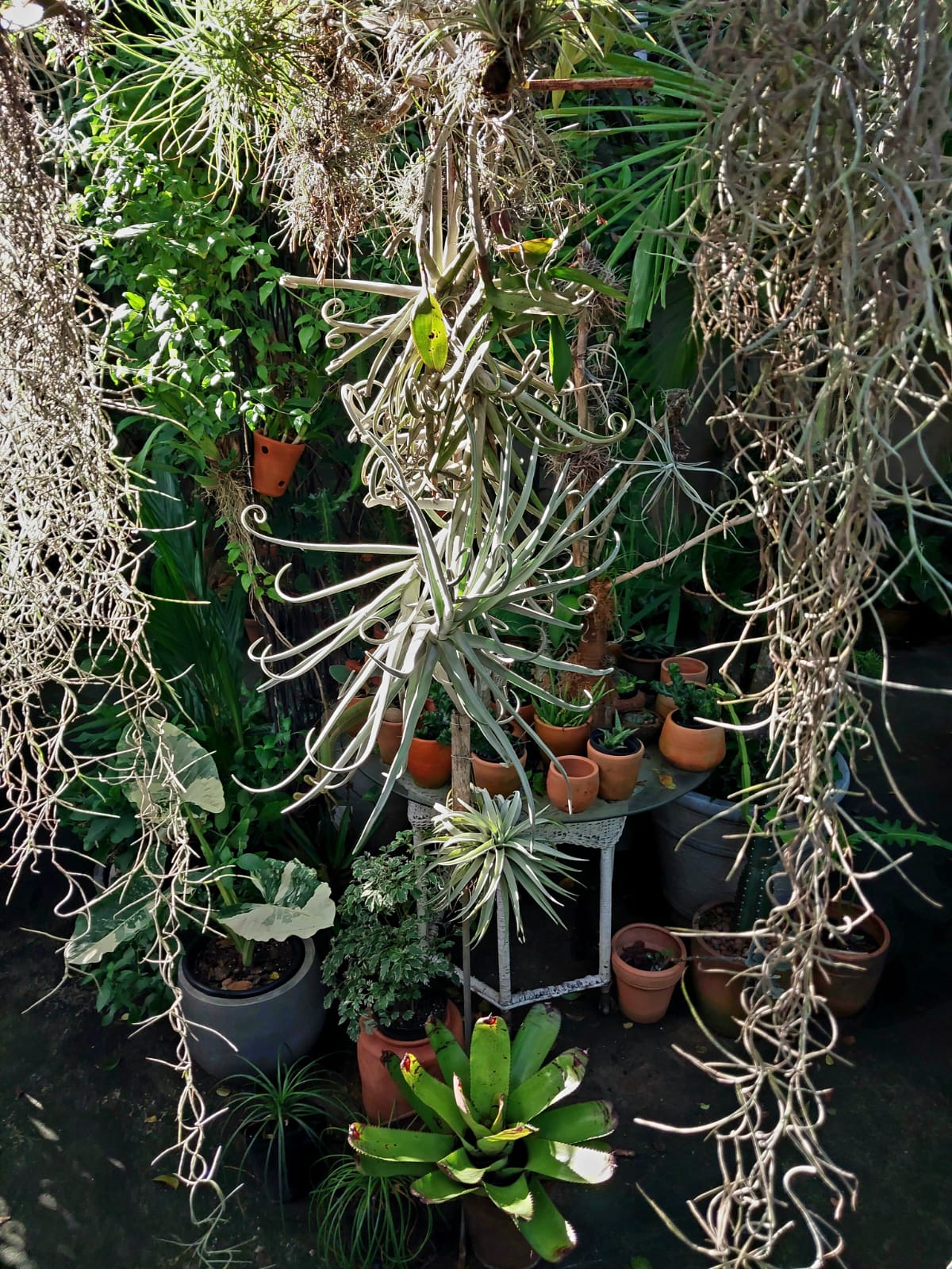 Tillandsia