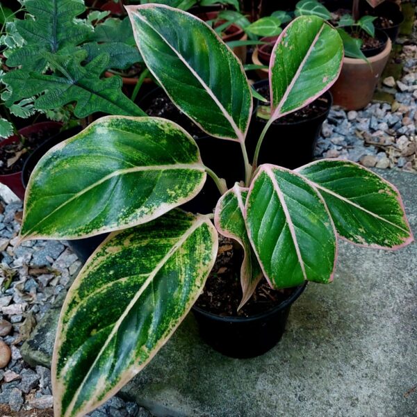 Aglaonema Pink Aurora