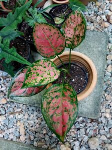 Aglaonema Valentine