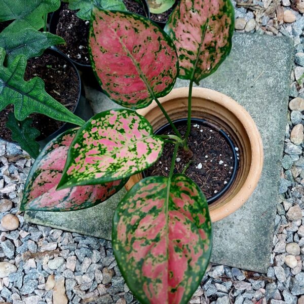 Aglaonema Valentine