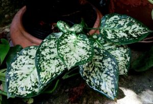 Aglaonema White Anyamanee