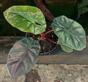 Alocasia red summit