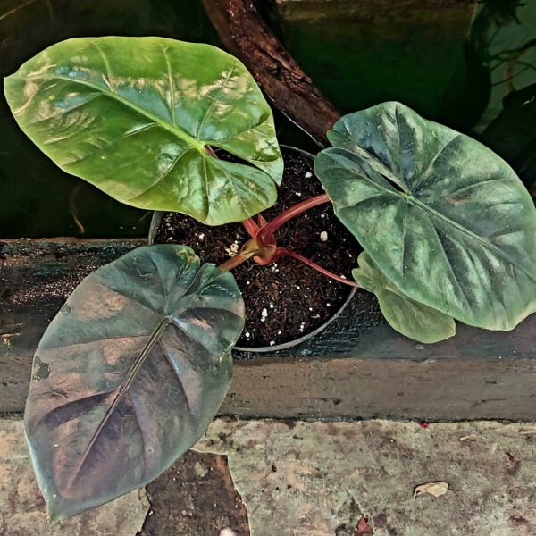 Alocasia