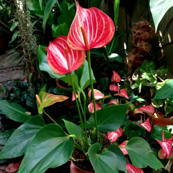 Anthurium