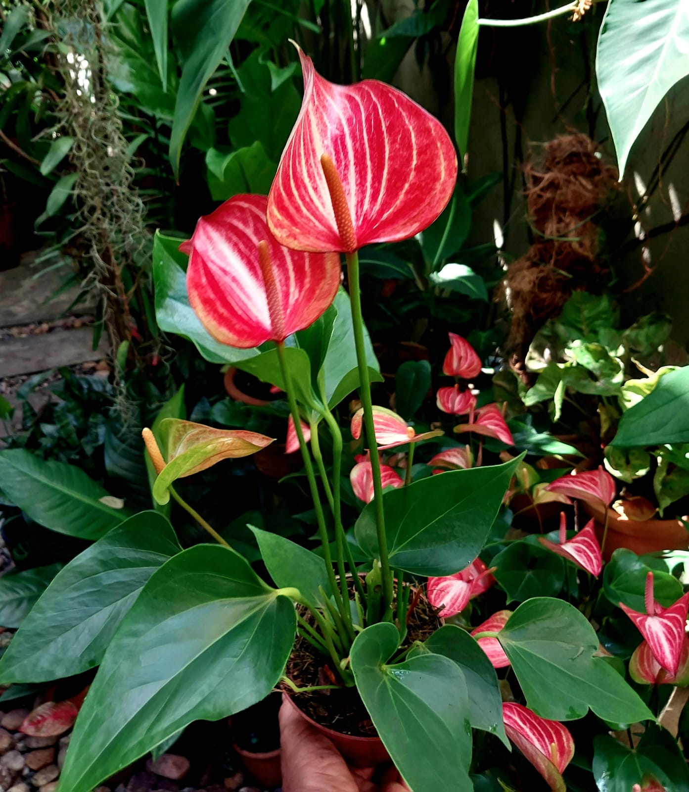 Anthurium Livium - Beleza Tropical para o Seu Interior | Casa Flor ...