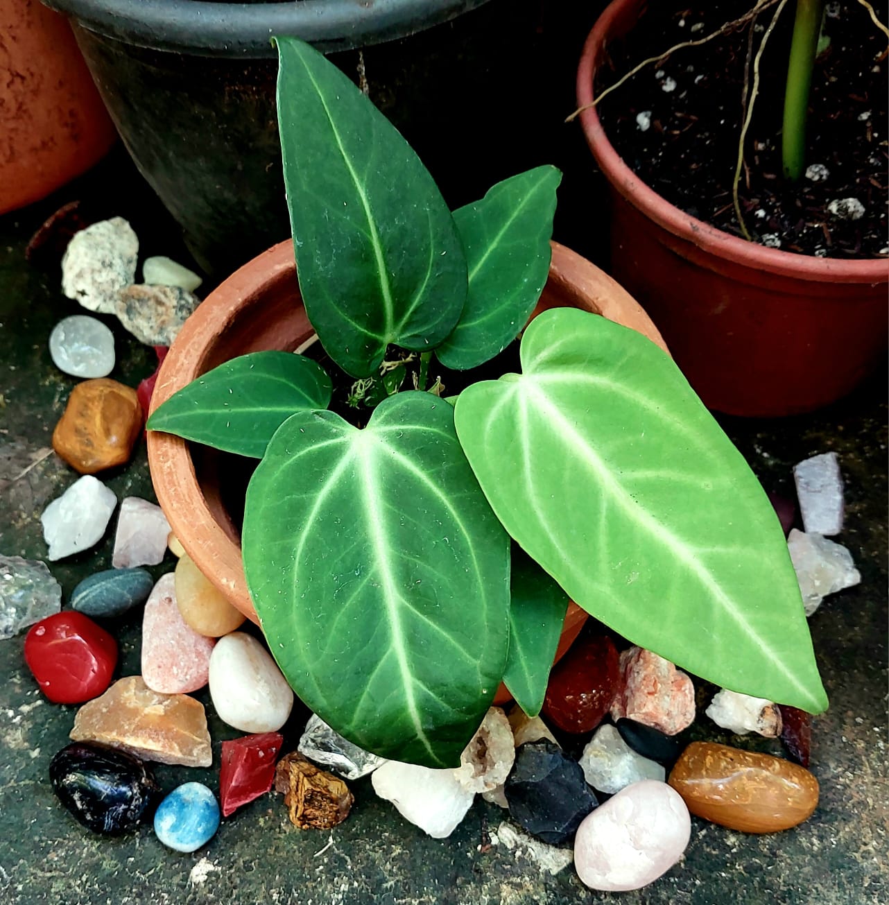 Anthurium