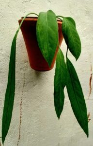 Anthurium