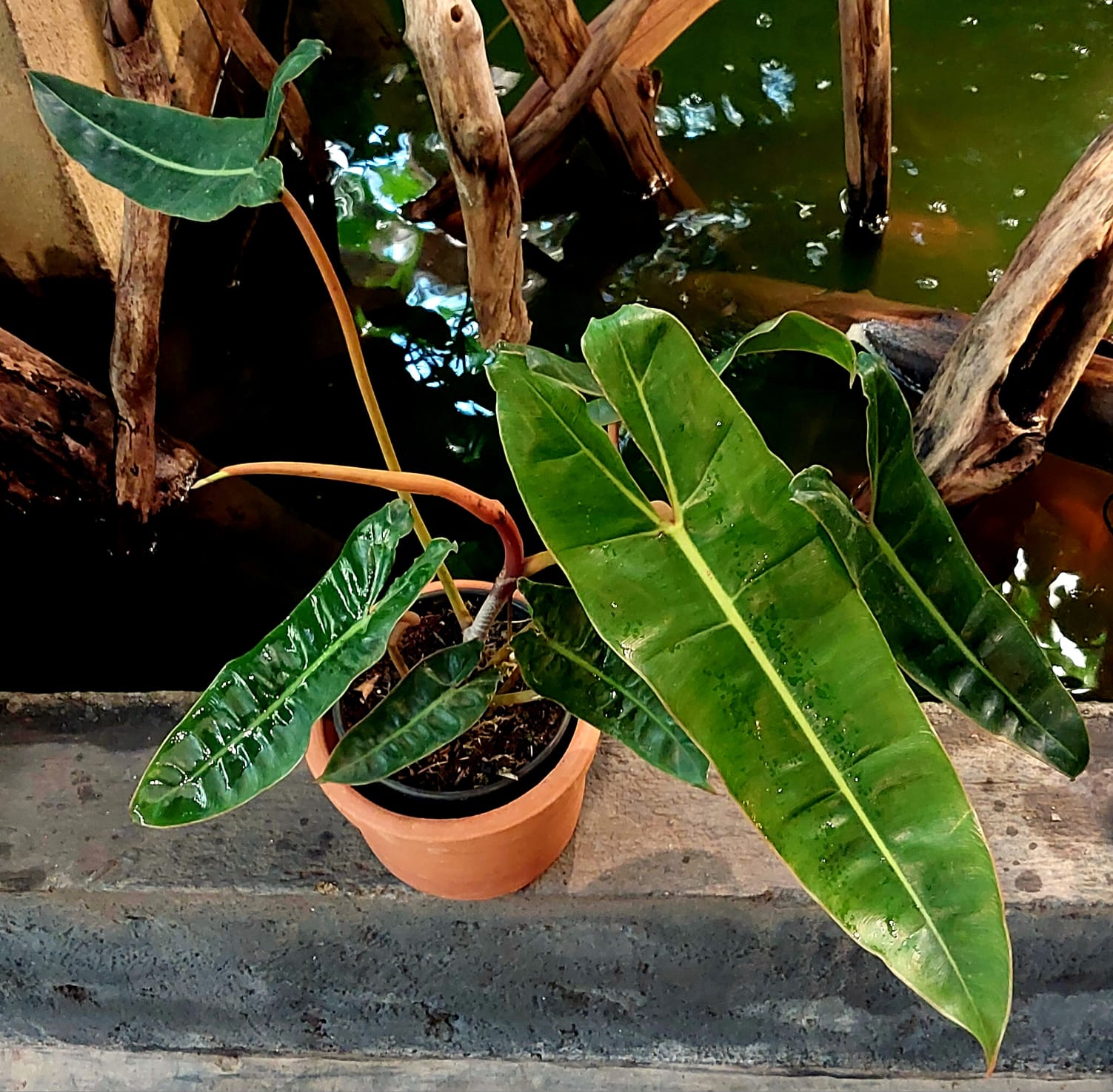 Philodendron Billietiae Tailândia