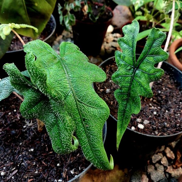 Alocasia