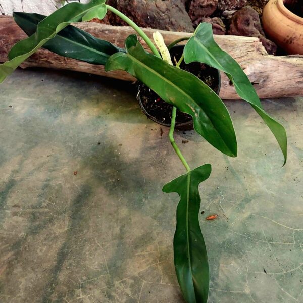 philodendron