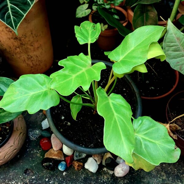 philodendron