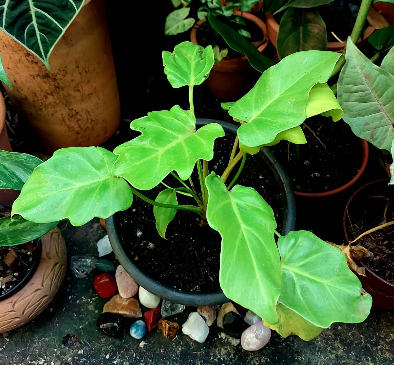 philodendron