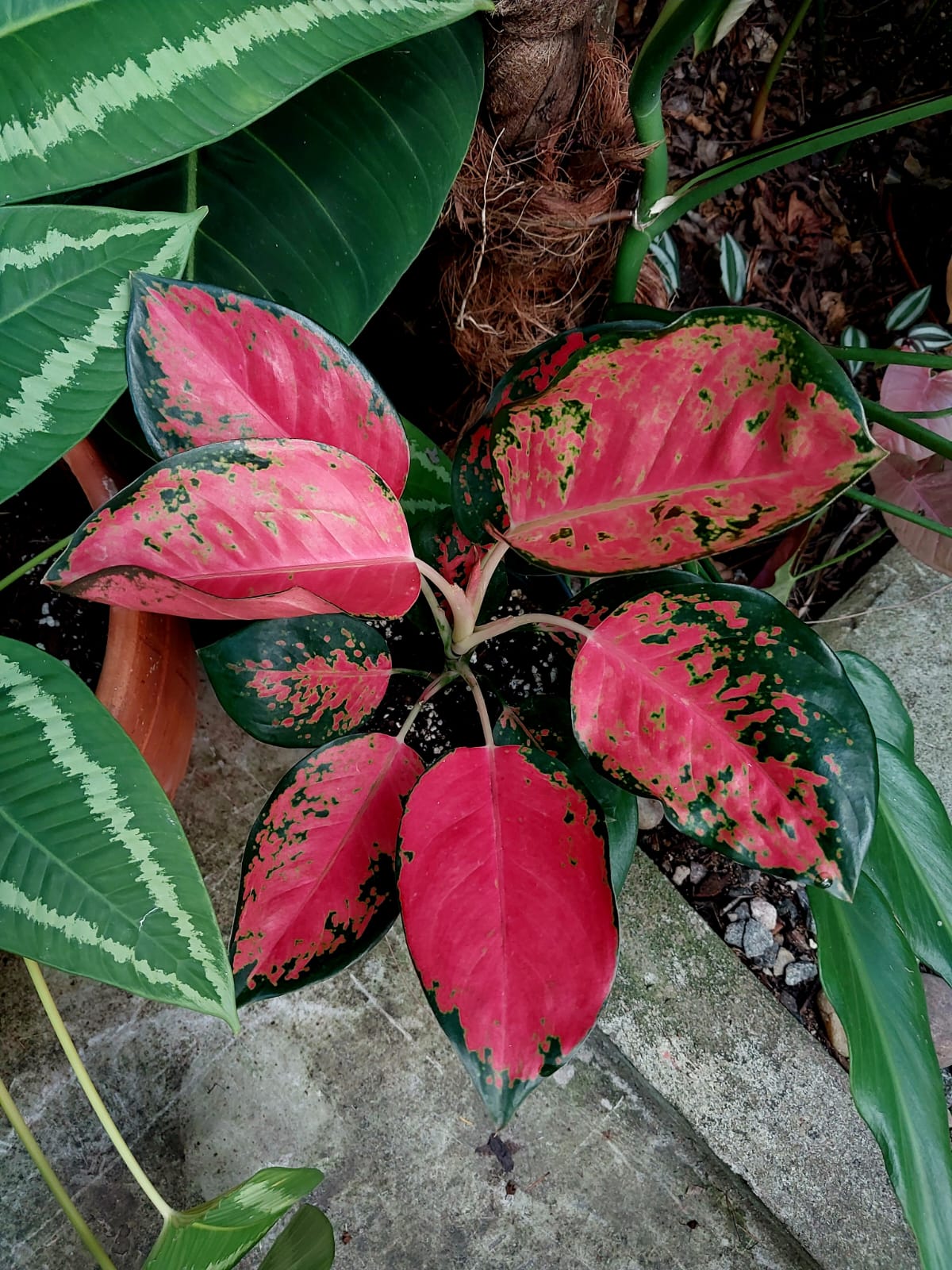 Aglaonema Red Cochin