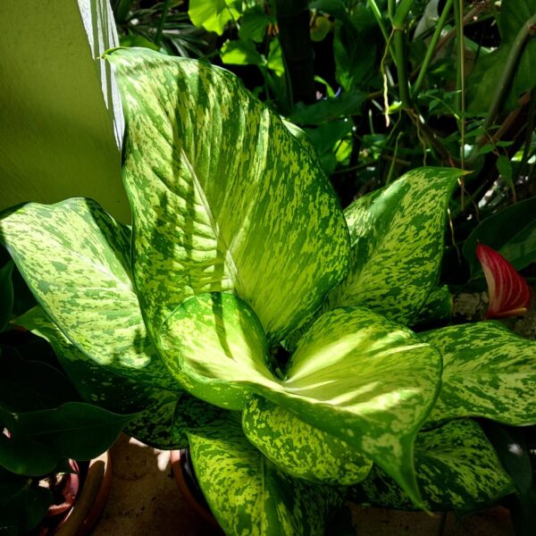 dieffenbachia