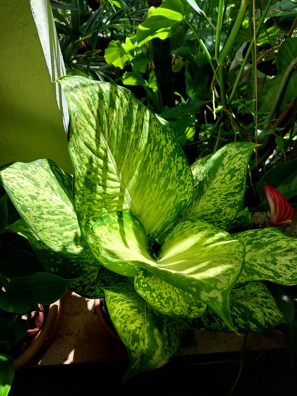 dieffenbachia