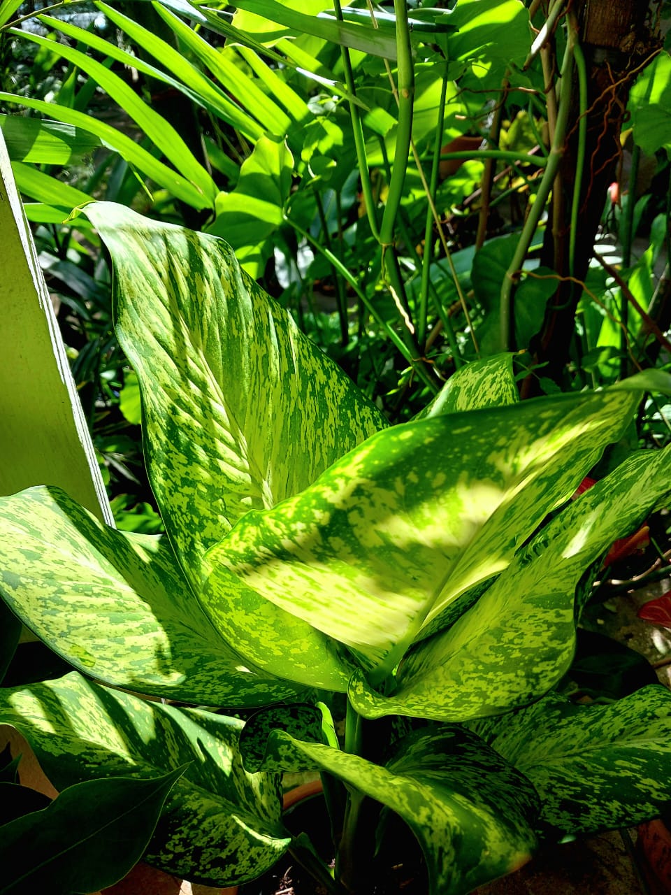 Dieffenbachia