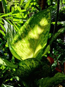 dieffenbachia