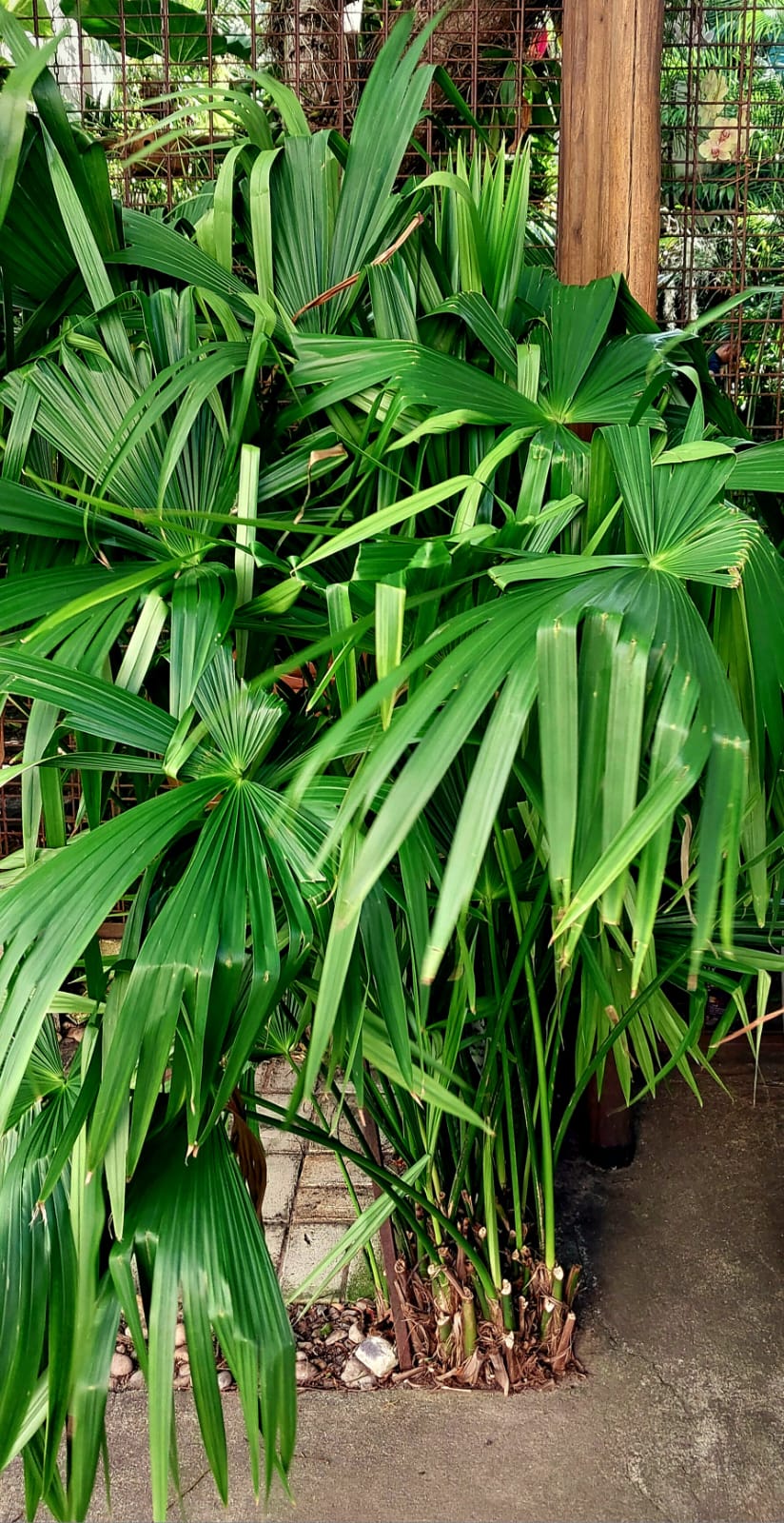 Chapéu do Panamá