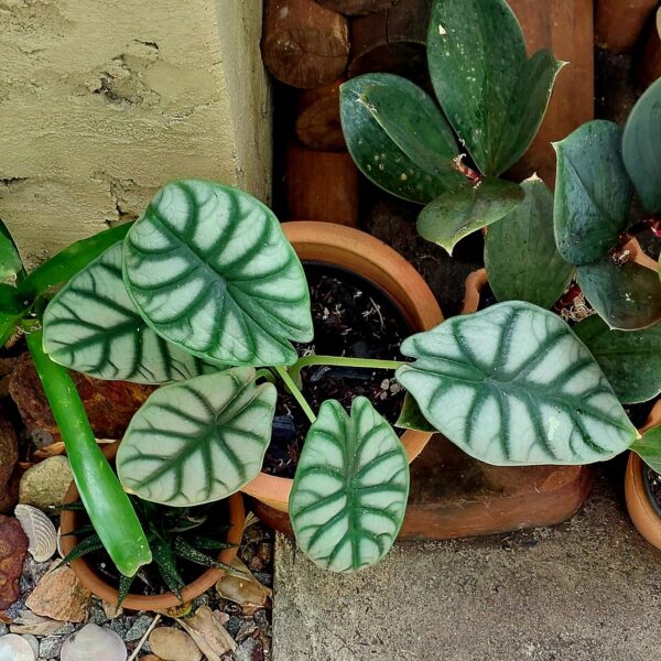 Alocasia Dragon Silver