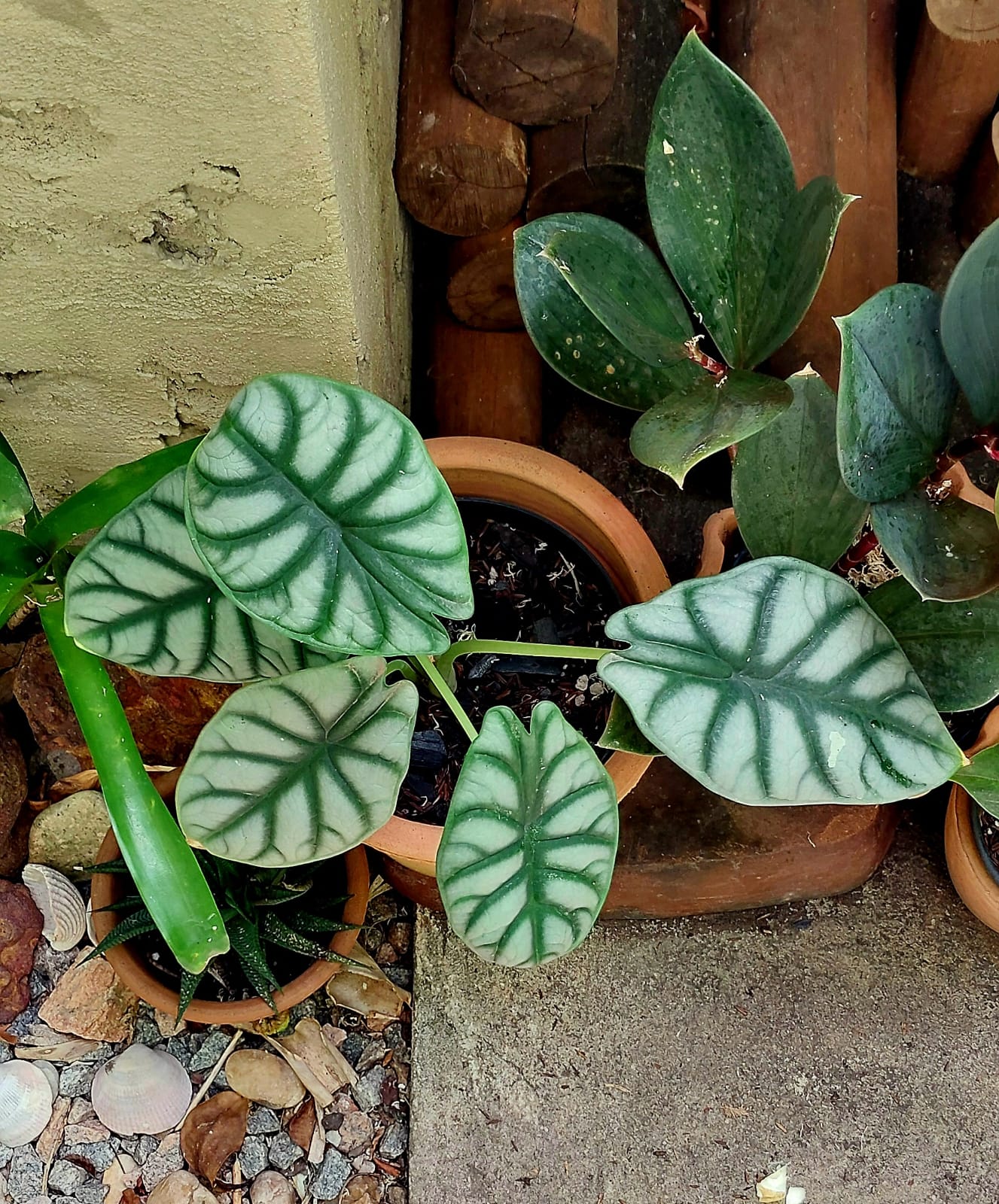 Alocasia Dragon Silver