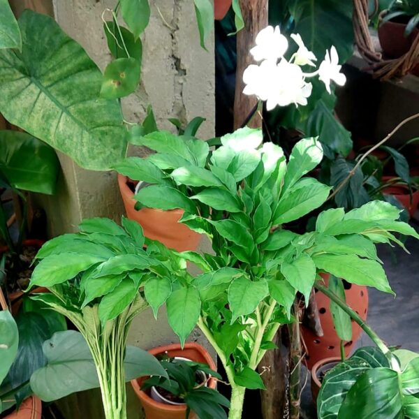 amorphophallus paeoniifolius