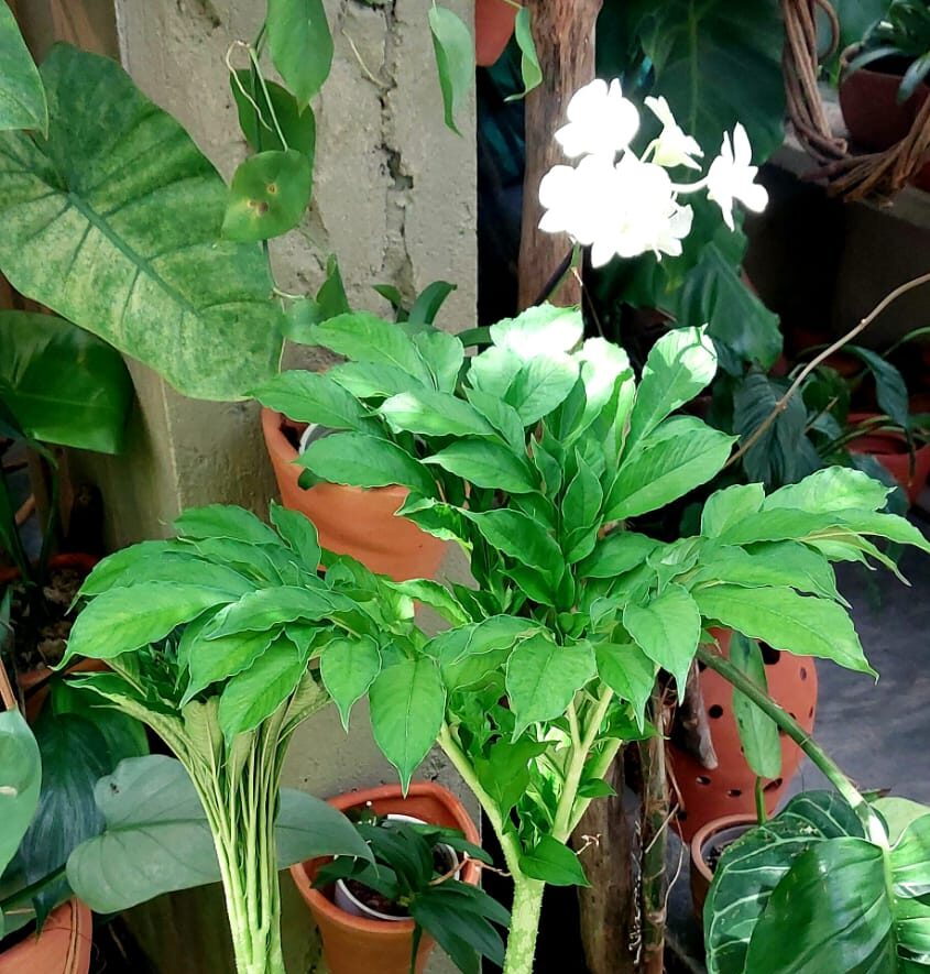 amorphophallus paeoniifolius