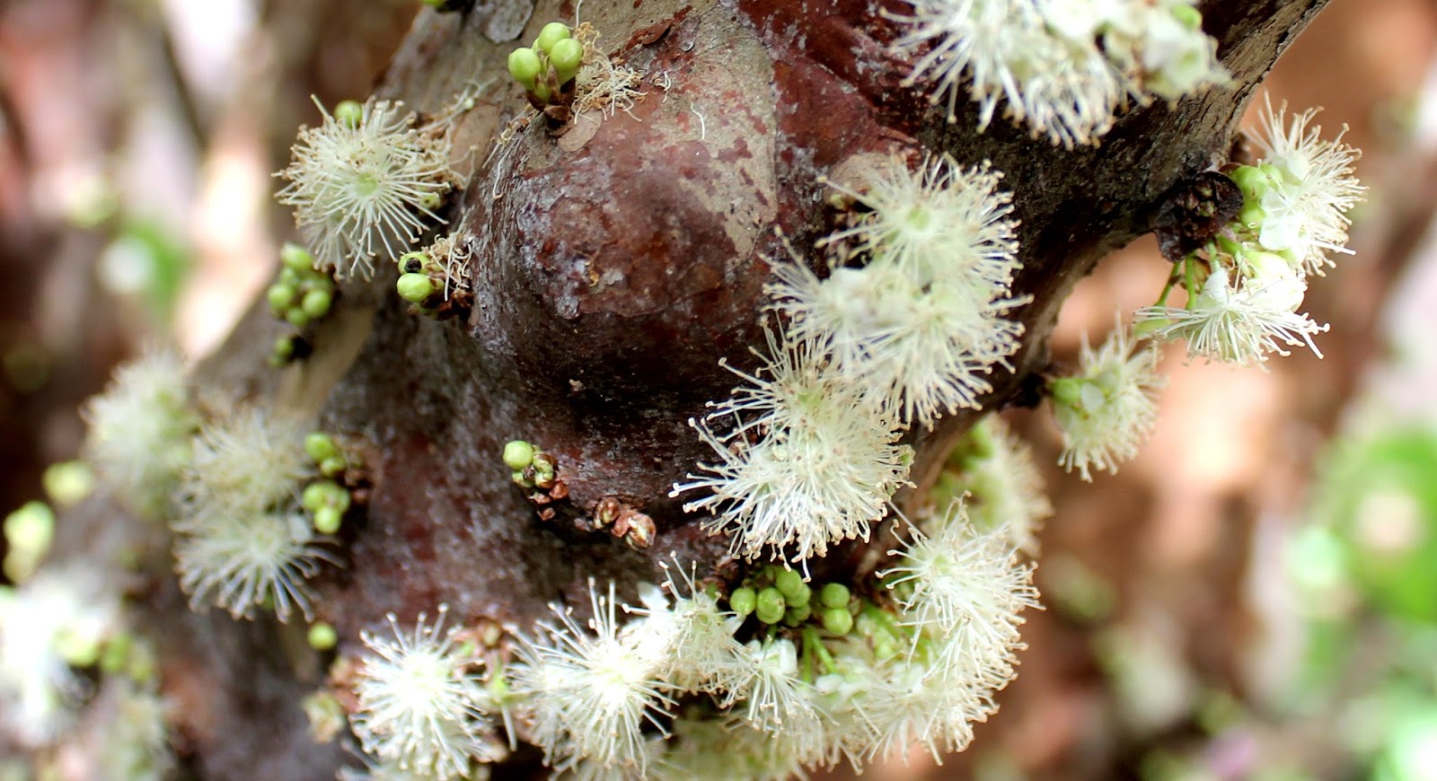 jabuticaba