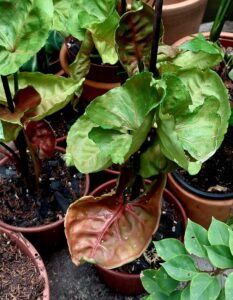 Syngonium Strawberry ice