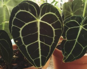 Anthurium Clarinervium