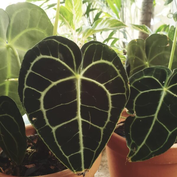 Anthurium Clarinervium