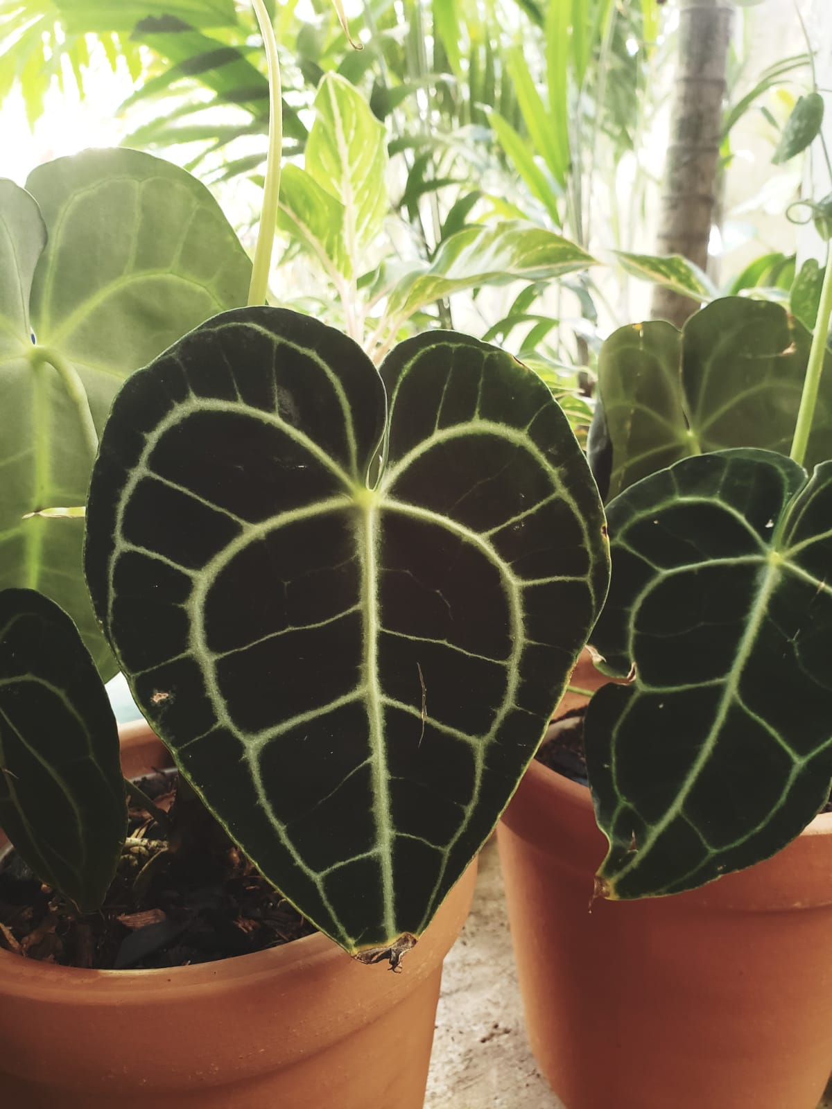 Anthurium Clarinervium