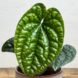 Anthurium Luxurians