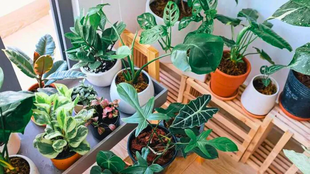 Conheça Suas Plantas