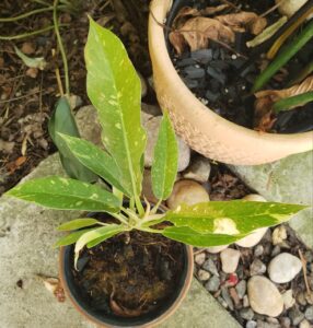 Philodendron Gergaji Variegata