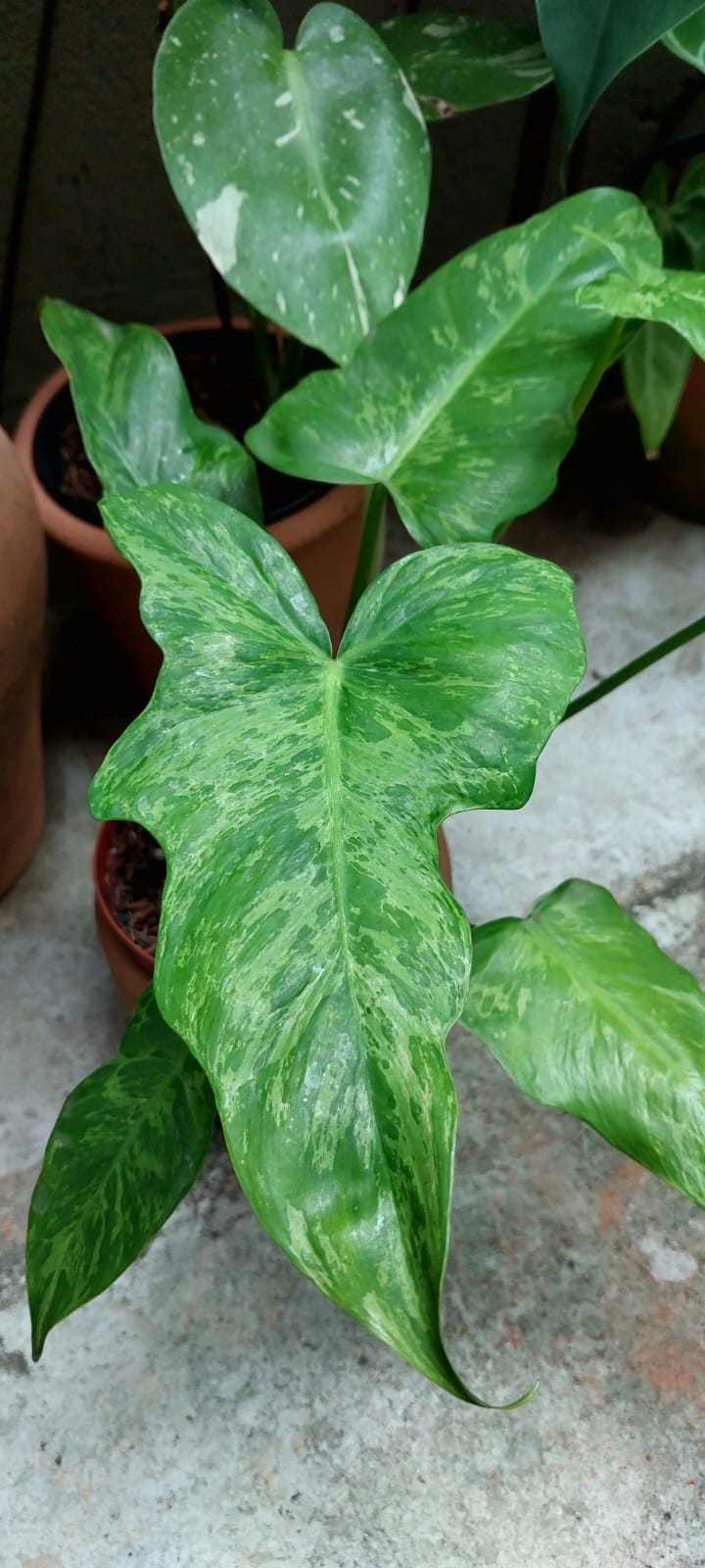 Lime Raro Philodendron Golden Dragon Lime Fiddle – Raro e Exclusivo